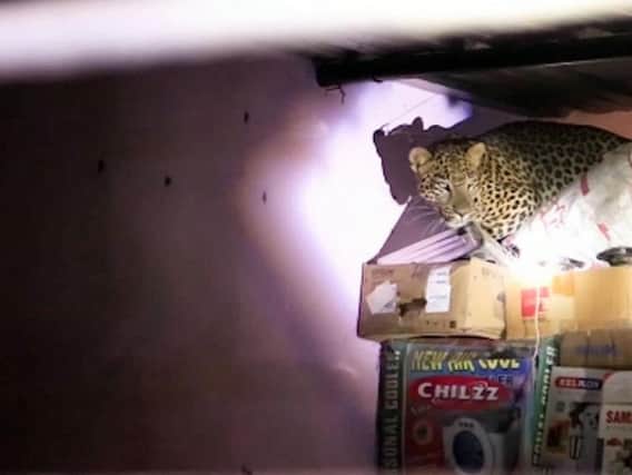 The big cat followed the family's dog into the house but thankfully the family were able to escape safely and locked the animal inside. Picture: SWNS
