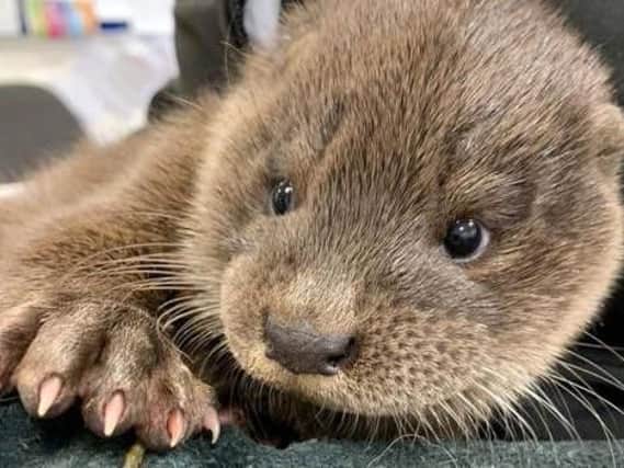 The unnamed baby otter was rescued in Inverurie