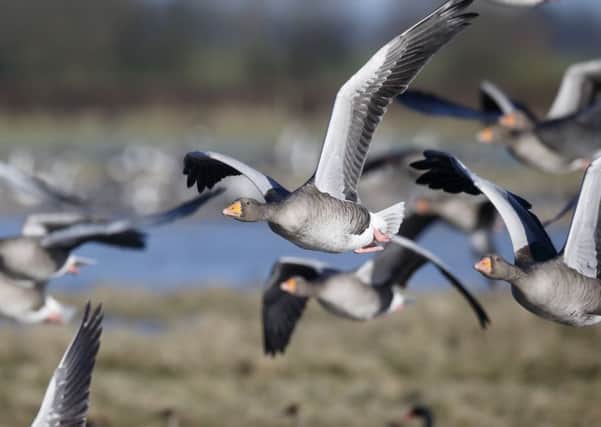Numbers of greylag geese on Orkney have soared in recent years