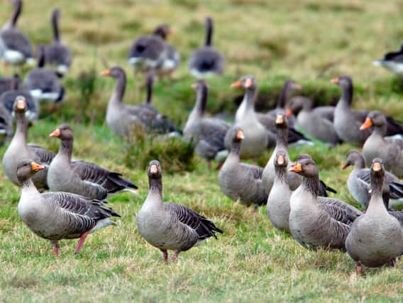 Shooting of greylag geese on Orkney has intensified as attempts are made to control the resident population of the birds, who cause damage to farmers spring crops. PIC: Lorne Gill, SNH