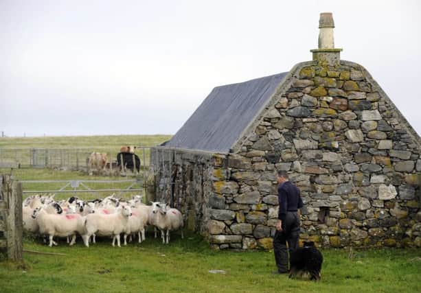 11/10/07, TSPL, SCOTSMAN, SCOTLAND, TOURISM, ISLE OF TIREE, COUNTRY LIFE, AGRICULTURE, ENVIRONMENT, FARMING, CROFTING, SHEEP , CROFTER LACHIE MACFADYEN MOVES HIS SHEEP, A MIXTURE OF BLACKFACE AND CHEVIOT CROSSES AT THE CROFT AT CAOLES FARM  ON THE ISLE OF TIREE.   PIC IAN RUTHERFORD