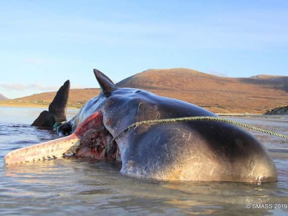 The 20-tonne sperm whale washed up on sandbanks off Harris with 100kg of litter found in its stomach. PIC: SMASS.