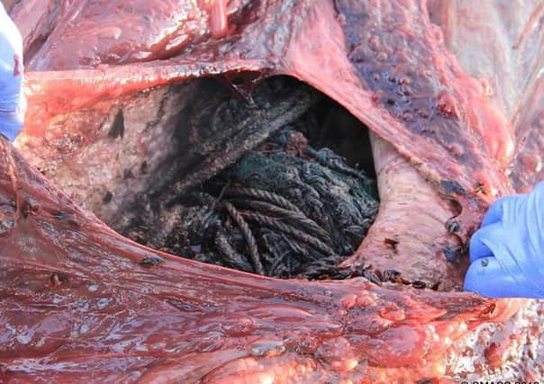 Volunteers from the Scottish Marine Animal Stranding Scheme described the amount of litter the sperm whale had swallowed was 'utterly horrific'. PIC: SMASS.