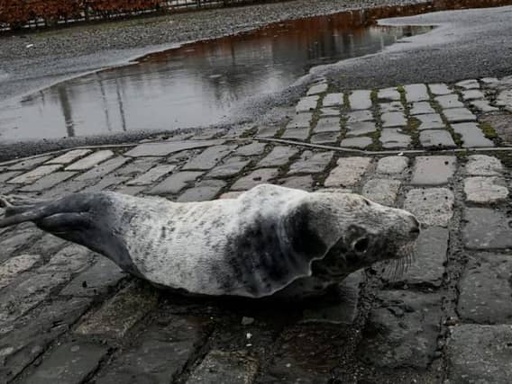 The pup, thought to be around two or three weeks old, was spotted stranded on cobblestones in Greenock, Inverclyde. Picture: SWNS