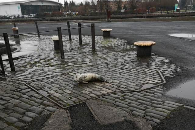 The pup, thought to be around two or three weeks old, was spotted stranded on cobblestones in Greenock, Inverclyde. Picture: SWNS