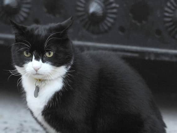 The cat, a rescue animal from Battersea, was taken out of the house earlier this year after he was found to be overweight and suffering from stress - grooming all the hair off his front legs.