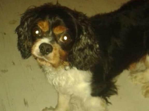 Alfie's body was found in a canal. Picture: Scottish SPCA