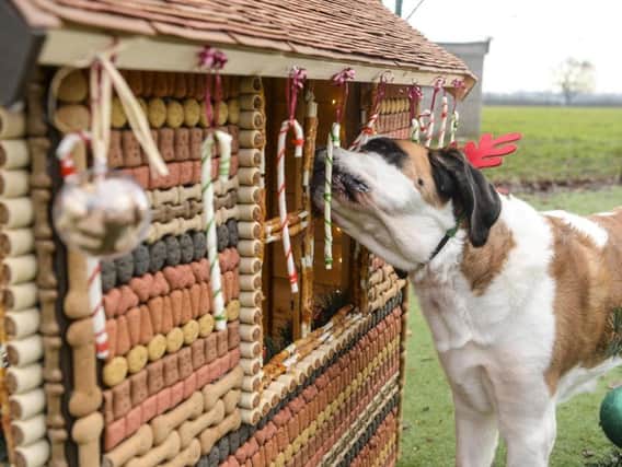The dogs tucked in to the hut which is covered in 2,000 dog biscuits and 1,600 chewy treats.