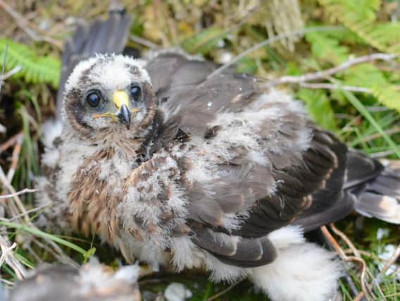 It comes as two other birds fitted with satellite tags have also disappeared in recent months.