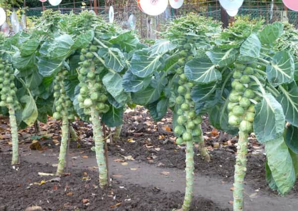 A field of Brussels sprouts is at the centre of an unusual row about the Battle of Prestonpans
