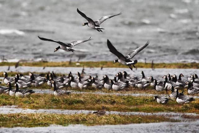 The Glasgow-based firm said the contract continues its nine-year tie-up with the RSPB: Picture: John Devlin.