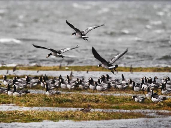 The Glasgow-based firm said the contract continues its nine-year tie-up with the RSPB: Picture: John Devlin.