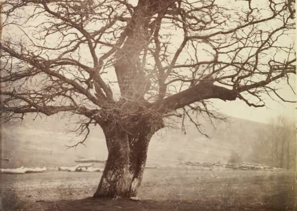 Study of an ancient oak tree, Ashdown Park, Berkshire c.1854 by William, 2nd Earl of Craven