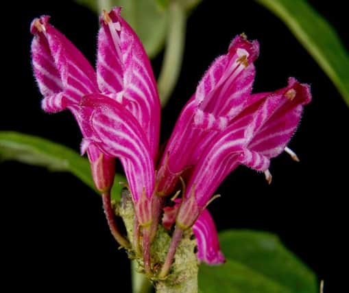 The Cyrtandra vittata was discovered in northern New Guinea. Ten new species of plant and fungi have been highlighted among the 110 discoveries this year by Royal Botanic Gardens Kew. Picture: Lynsey Wilson/Royal Botanic Gardens Edinburgh/PA Wire