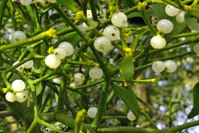 When druids and pagans inhabited Scotland they took greenery into the house, as a symbol of life in the dark nights of midwinter. Mistletoe, revered by the druids for its fertility properties, was cut from the sacred oak tree.