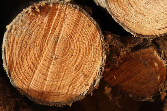 To banish the dark, the pagans brought fire into the house. At some point this time of year became known as Yule and during the festival a Yule log was gathered.