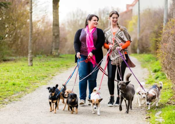 Dog walking might be an ideal side hustle for animal lovers. Photograph: PA