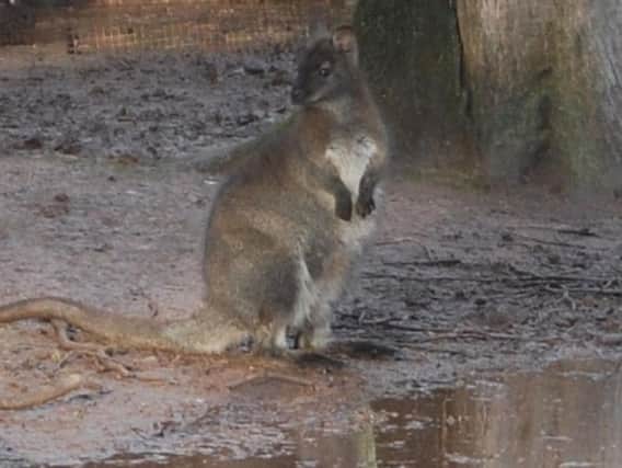 The Red-necked Wallaby, or Bennett's wallaby, had been spotted with others in an area west of Taunton for months before it was captured on Sunday morning over concerns for its safety.