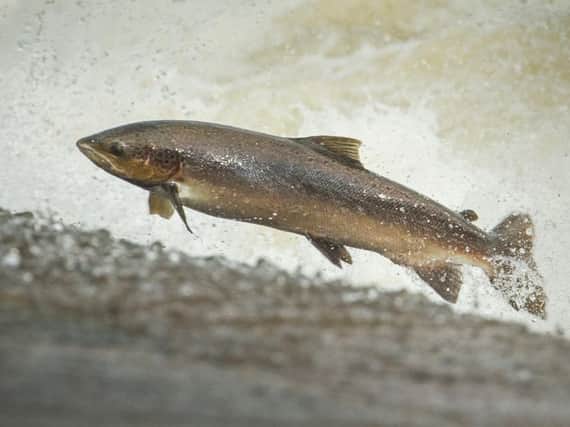 Salmon is a key export to Japan along with whisky. Picture: Phil Wilkinson