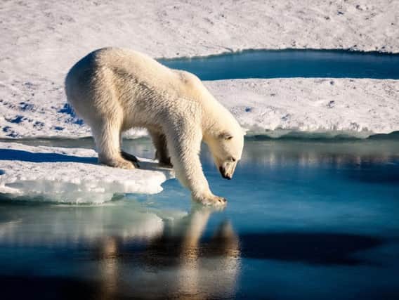 Scientists are undertaking research taking DNA from their footprints to see how far polar bears are walking to see if it is linked to climate change.