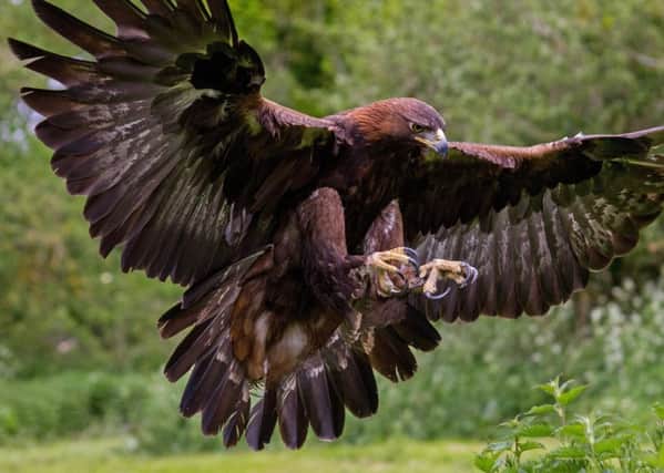 Overall wildlife crime in Scotland is on the rise again after falling in recent years. Picture: Thinkstock