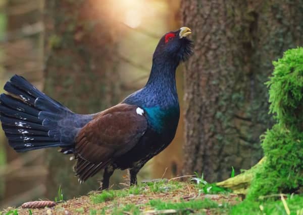 One in nine of Scotland's native species is at risk of vanishing due to the impacts of climate change, urbanisation, intensification of agriculture and other environmental pressures
