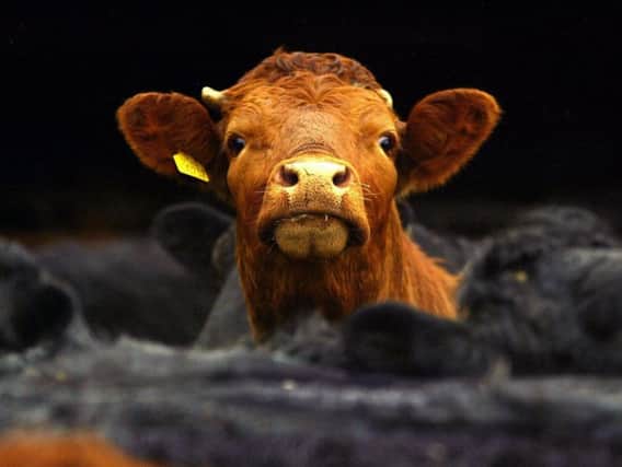 Cows on a farm in the Scottish Borders. Scotch Beef is now back on the menu in Canada for the first time in 24 years