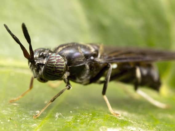 Black soldier flies have been identified as suitable 'livestock' for insect farming in Scotland