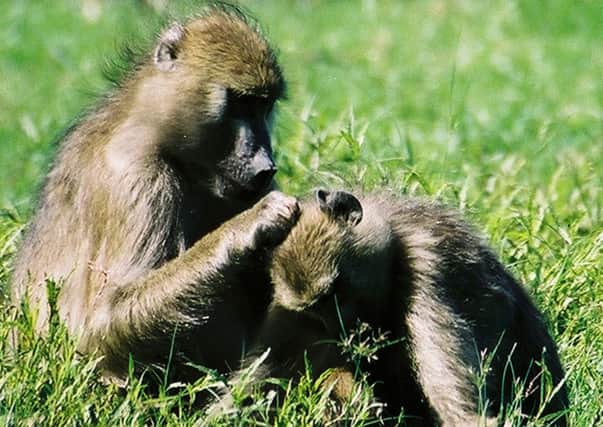 By the pricking of my thumbs, Something wicked this way comes," says one baboon to the other (Picture: Dorothy Cheney, Science/AP)
