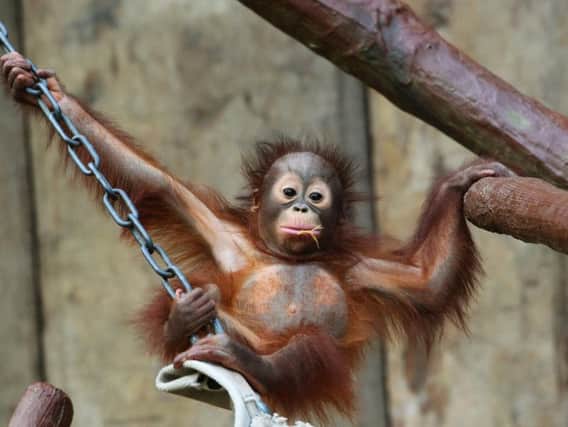 Only two chimpanzees could be rescued from the flames by firefighters. Pic: Getty