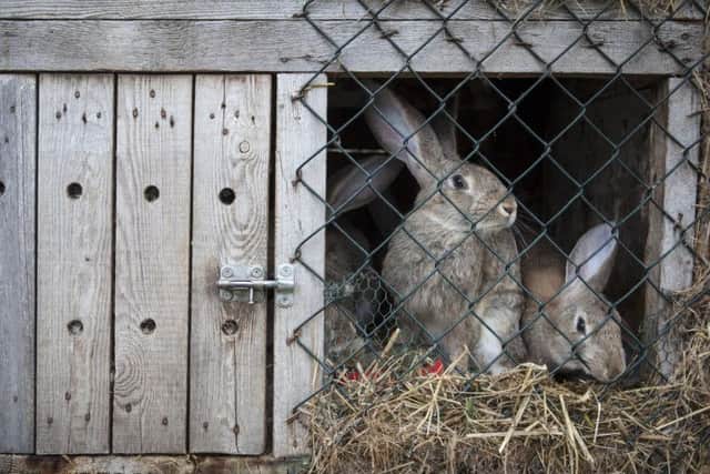 Two pet rabbits have been badly burned after their hutch was deliberately set alight. Generic picture: Grzegorz Petrykowski-Shutterstock
