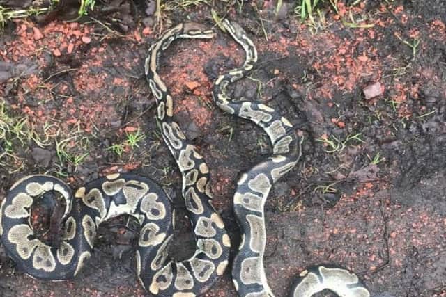 Two of the reptiles and the body of a cat were found three days after the first dead python was discovered. Pic: SSPCA