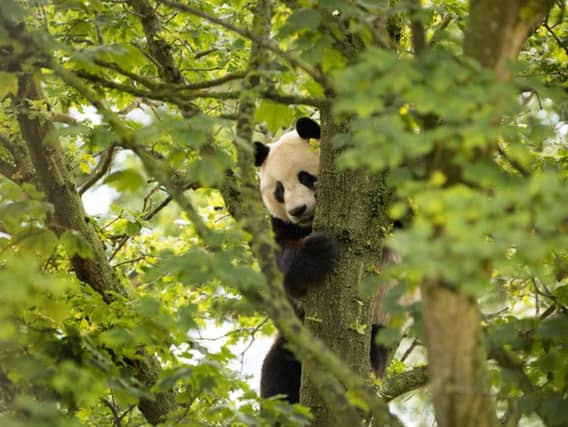 Yang Guang beat off competition from pandas across the world for the coveted title.