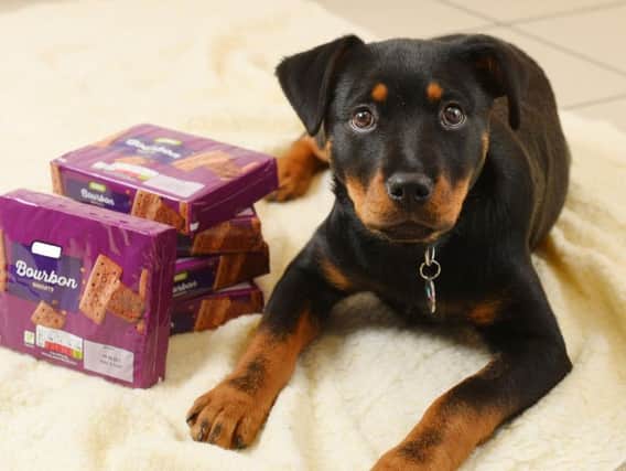 A 15-week-old puppy had to undergo life-saving treatment after she wolfed down a double pack of bourbon biscuits.