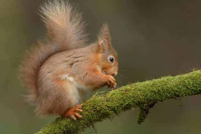 There are fears red squirrels could be wiped out across the UK by the end of the UK unless conservation efforts intensify. Picture: Andy Astbury/Getty