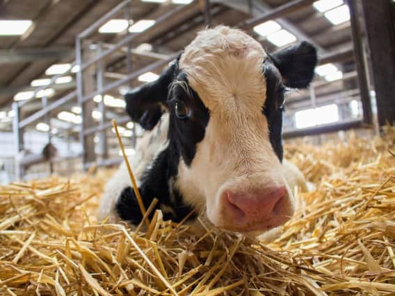 Scottish Government investment in ethical farming could see newborn calves spend more time with their mothers.