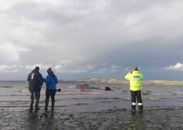 The dead sperm whale was stranded at Ardersier on the Moray Firth. Picture: PA