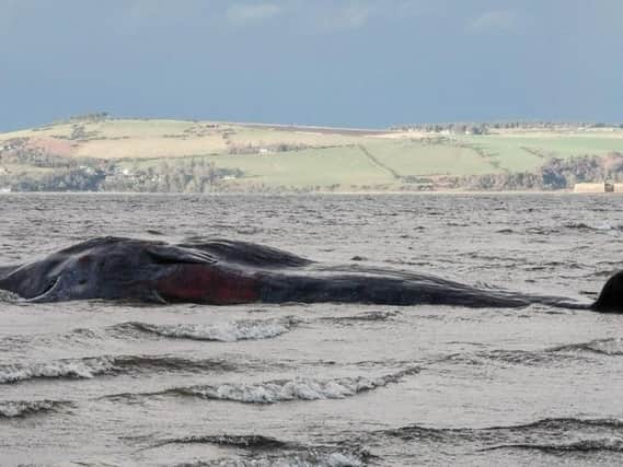 The mammal was spotted on Tuesday morning in the Moray Firth near the village of Ardersier, near Inverness. Picture: Charlie Phillips\PA