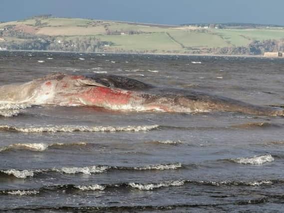 The post mortem suggested there may have been a problem with the whale's brain. Picture: Charlie Phillips\PA