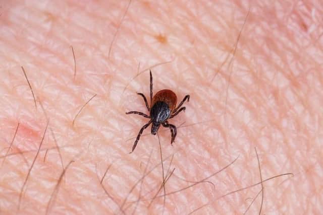 Ticks can be found anywhere there is long grass but they are particulalry common in the Highlands. Picture: Shutterstock