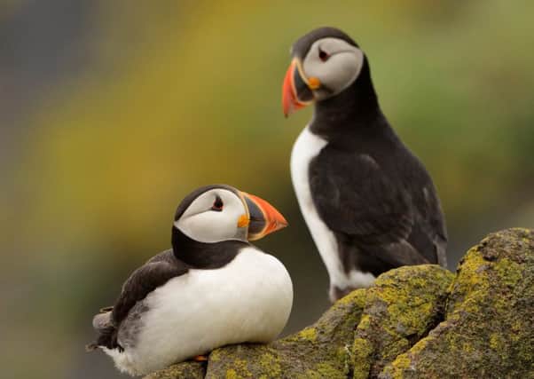 Puffins are among Scotland's most iconic species (Picture: Lorne Gill/SNH)