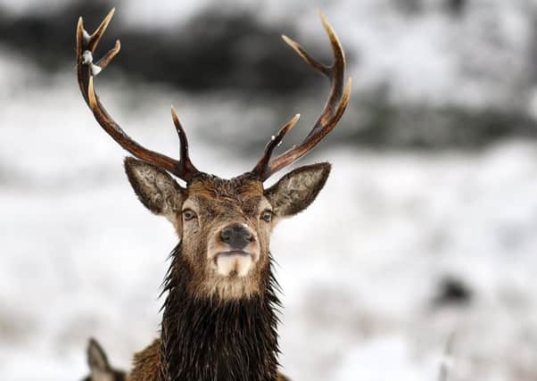 A report has found culling deer would cut tick numbers and reduce environmental damage and improve the animals health. Picture: Getty