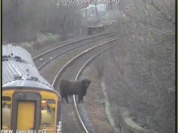 Passengers delayed due to highland cows on the railway tracks picture: ScotRail