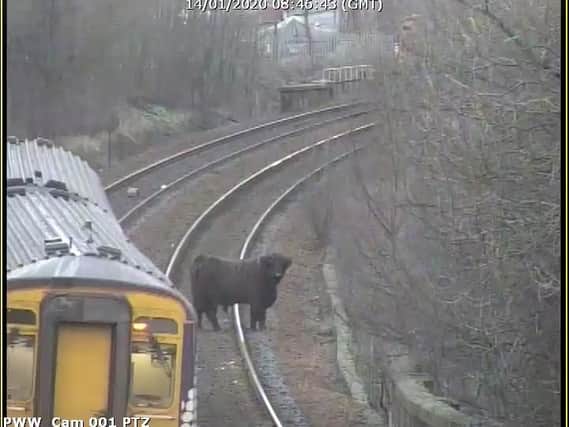 Passengers delayed due to highland cows on the railway tracks   picture: ScotRail