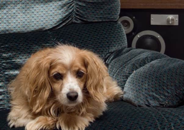 Some pets, not necessarily this one, appear to enjoy listening to music