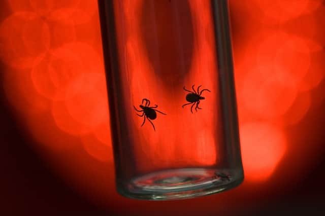 Ticks can transmit diseases such as relapsing fever and Lyme disease.