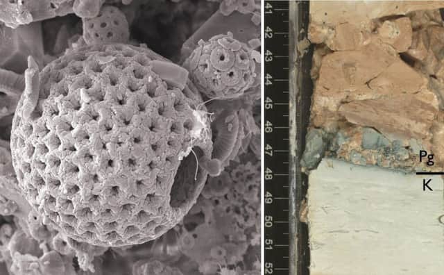 a microscopic image of one of the marine fossils examined by an international team of researchers. Picture: PA