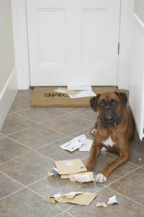 "My dog ate the post again."