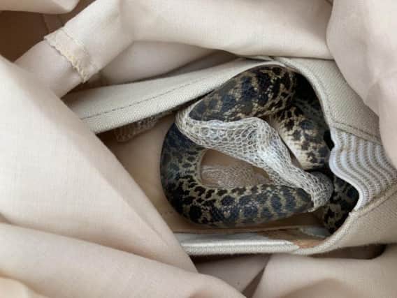 A snake was found in a woman's handbag when she landed in Scotland after her trip to Australia    picture: SSPCA