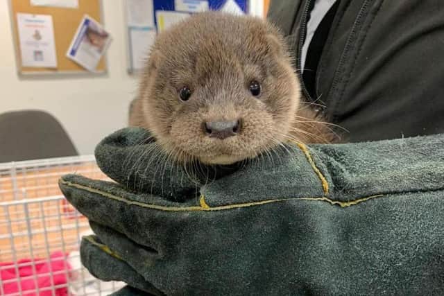 The otter was found walking down a street in Inverurie    picture: SSPCA